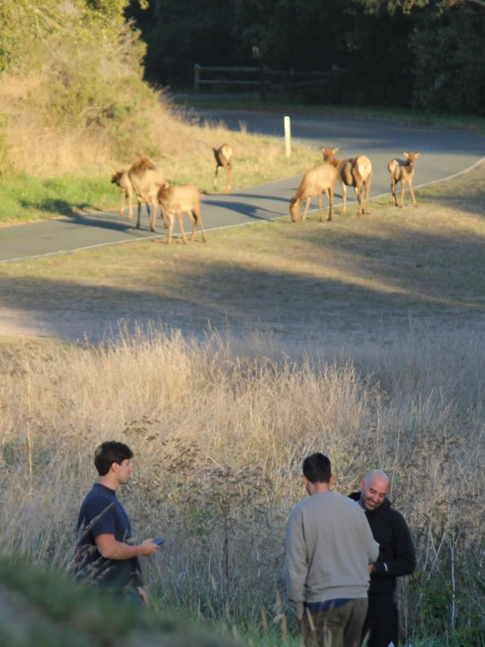 Teammates watching elk graze across the road
