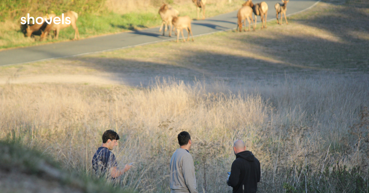 Three team members watching a herd of tule elk graze beside the road at Point Reyes